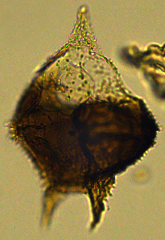 Cerodinium cpx denticulate Dde27X310121001090b.jpg